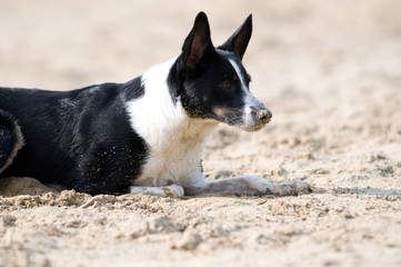 Mixed breed dog portrait