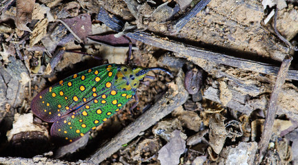 Colorful insect, Cicada or Lanternfly (Saiva gemmata) insect on tree in nature