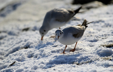 Two Gulls ,Larus ridibundus, rivergull standing near river Danube,in Zemun,Belgrade,Serbia.