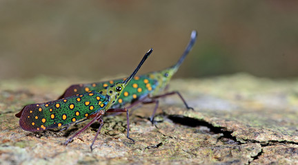 Colorful insect, Cicada or Lanternfly (Saiva gemmata) insect on tree in nature