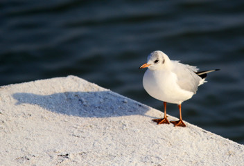 Gull ,Larus ridibundus, rivergull standing near river Danube,in Zemun,Belgrade,Serbia.