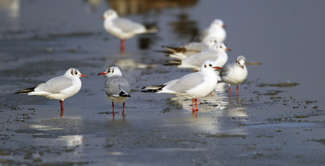 Flock of Gulls standing near the River Danube at Zemun in the Belgrade Serbia.