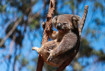 Australian native koala resting in tree branch