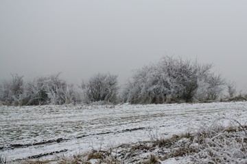 Frozen trees covered by snow and ice in winter. Slovakia