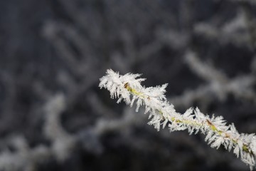 Frozen plant, leaf covered by snow and ice in winter. Slovakia
