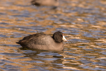 American Coot Reflection