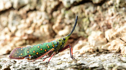 Colorful insect, Cicada or Lanternfly (Saiva gemmata) insect on tree in nature