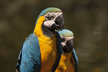 Parrots