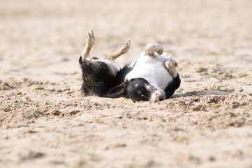 Cute mixed breed dog having fun