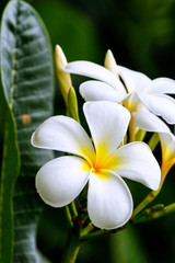 White plumeria flowers