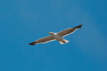 Sea Gull in flight - Stock Image