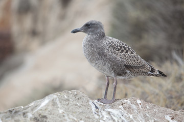 Seagull standing on rock - Stock Image
