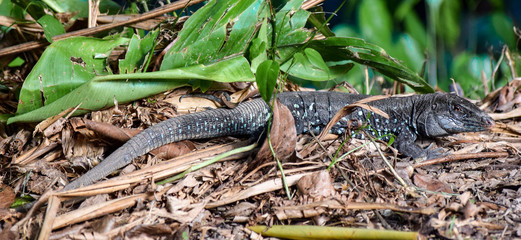 Dominican Ground Lizard..
