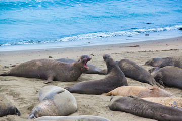 Sea Lions Fighting - Stock Image
