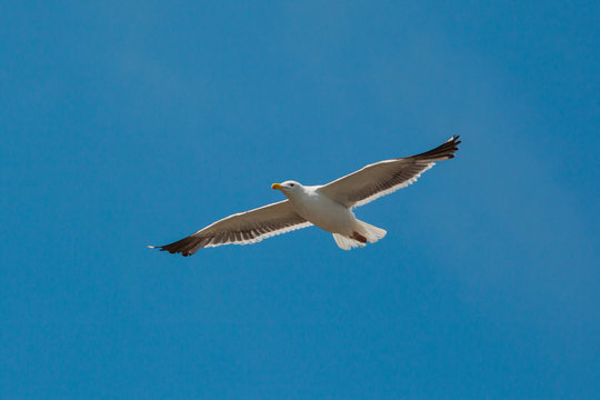 Sea Gull in flight - Stock Image