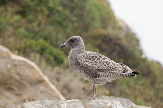 Seagull standing on rock - Stock Image