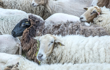 flock of sheeps grazing on the meadow