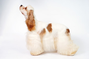 White and red American Cocker Spaniel dog staying indoors on a white background