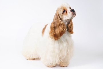 White and red American Cocker Spaniel dog staying indoors on a white background - obrazy, fototapety, plakaty