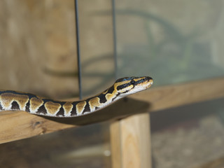 python regius