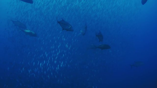 The Giant Trevally; Caranx Ignobilis (also Known As The Giant Kingfish) Are Hunting Sardines, Indian Ocean