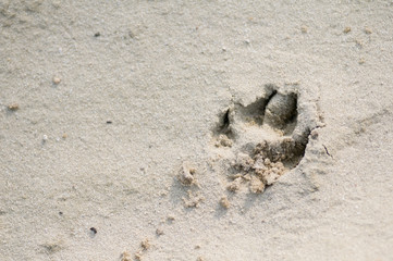 Dog paw print in sand