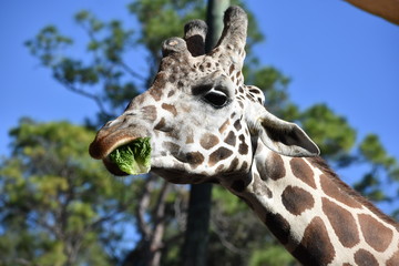 Giraffe Chowing Down