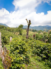 Obraz premium Beautiful landscape of coffee farms in a small village of coffee growers in San Luis de Planes, by Santa Barbara National Park, Honduras. Central America