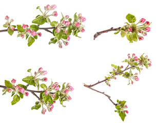 apple blooming branch isolated on white background. Set