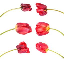 faded red tulip isolated on white background. Set