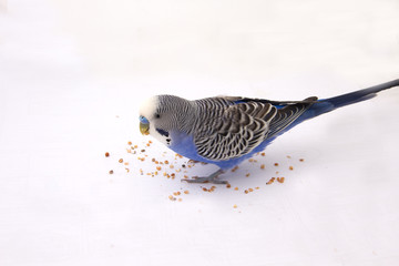 Fototapeta premium Blue budgie eats grains on a white background