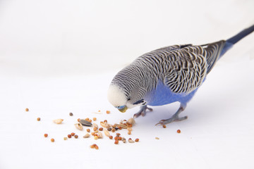 Obraz premium Blue budgie eats grains on a white background