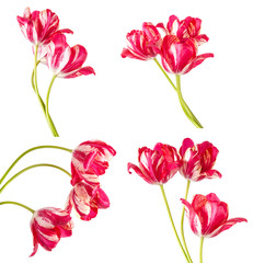bouquet from three red tulips with white veins. Isolated on whit