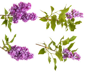 branch of blossoming purple lilac. Isolated on white background.