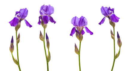 flower purple iris. Isolated on white background. Set