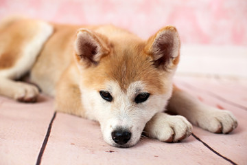 Akita Dog At Home On The Floor