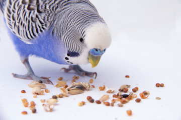 Fototapeta premium Blue budgie eats grains on a white background