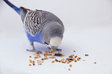 Obraz premium Blue budgie eats grains on a white background