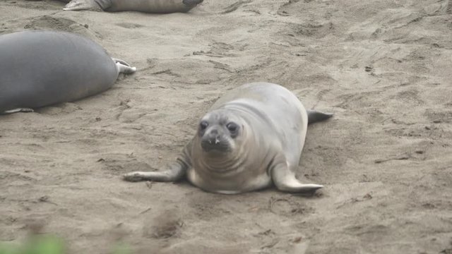 Elephant Seal Cambria Beach California