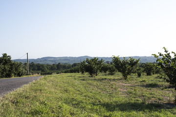 Fototapeta na wymiar line of trees growing in the country hazelnuts