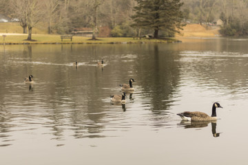 Swimming ducks