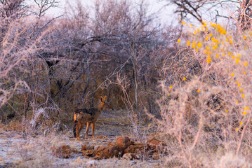 Spotted Hyena standing in the bush at sunrise. Wildlife Safari in Kruger National Park, the main travel destination in South Africa.