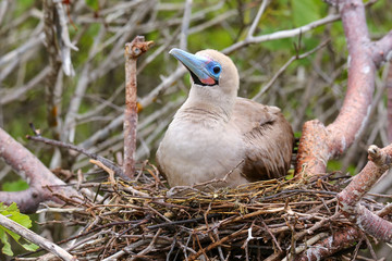 Red-footed booby (Sula sula) sitting on a nest