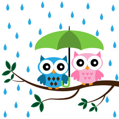 Two Owls sitting on the branch with green umbrella under the rain