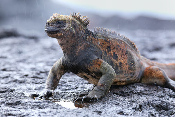 Obraz premium Marine iguana on Santiago Island, Galapagos National Park, Ecuad