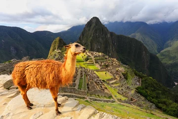 Acrylic prints Machu Picchu Llama standing at Machu Picchu overlook in Peru