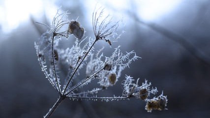 Plant with rime