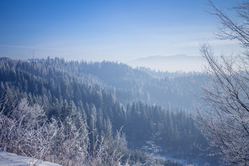 Winter forest in the Carpathians