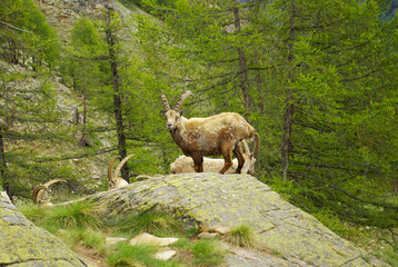 Fototapeta premium Steinbocks (Capra Ibex) in the valley of Cogne, Italy.