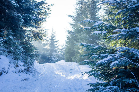 Fototapeta Winter forest in the Carpathians
